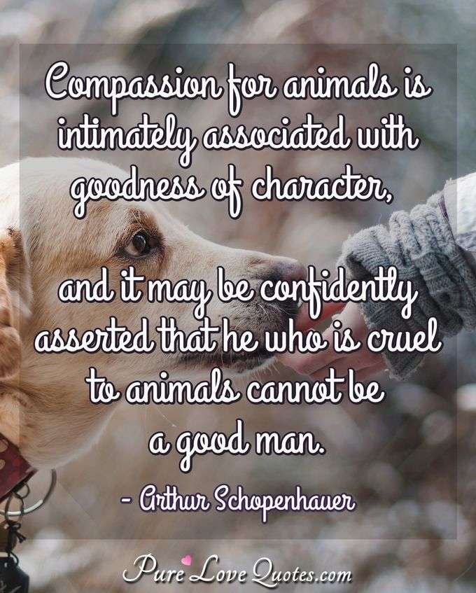 Compassion for animals is intimately associated with goodness of character, and it may be confidently asserted that he who is cruel to animals cannot be a good man. - Arthur Schopenhauer