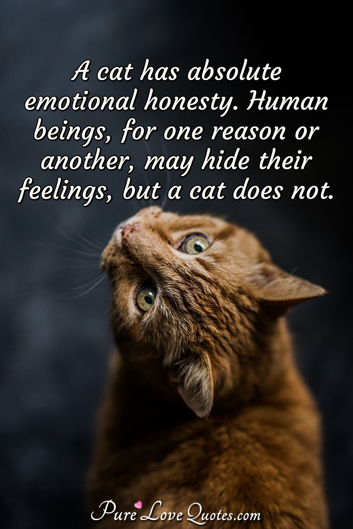 A cat has absolute emotional honesty. Human beings, for one reason or  another, ... | PureLoveQuotes