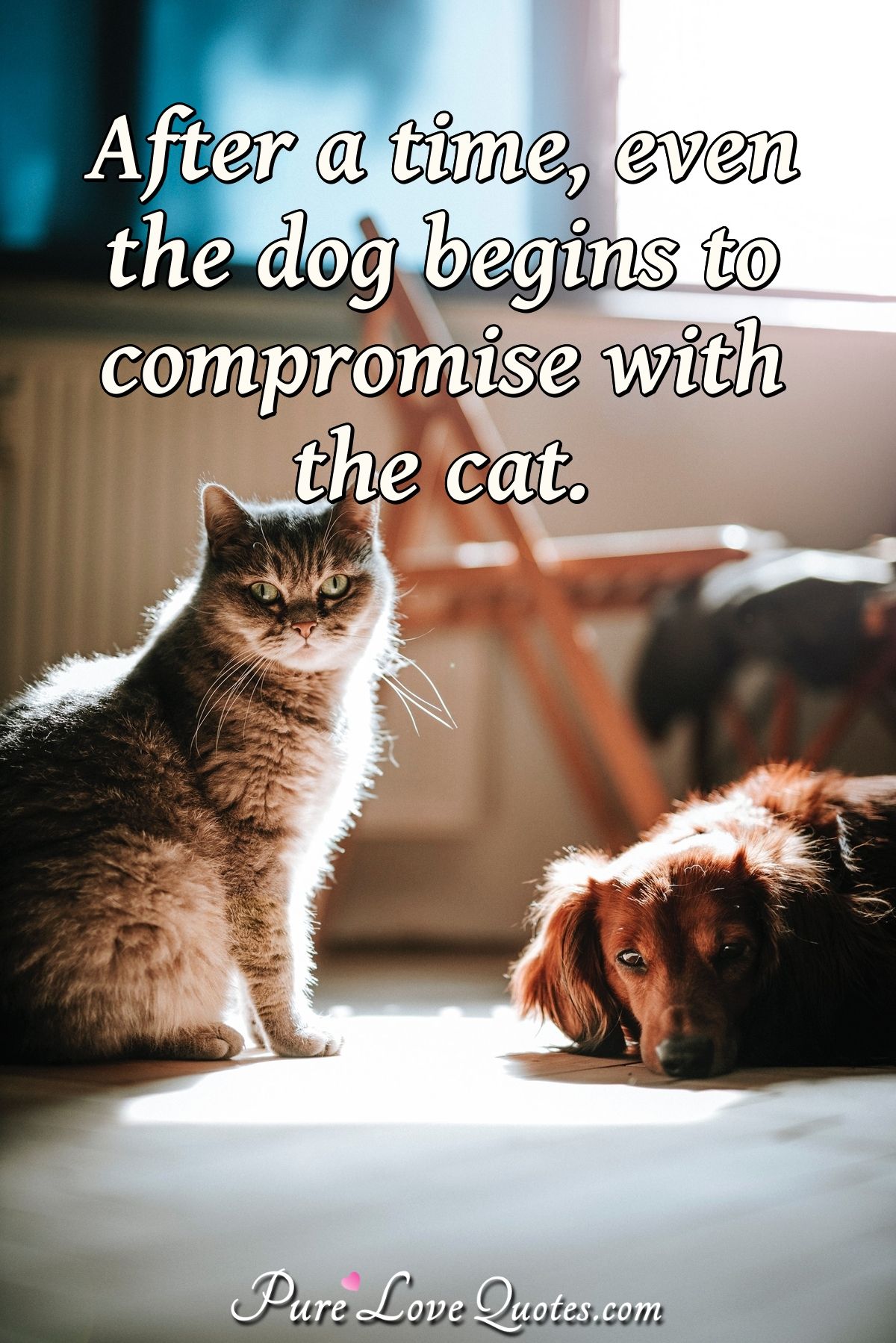 After a time, even the dog begins to compromise with the cat. |  PureLoveQuotes