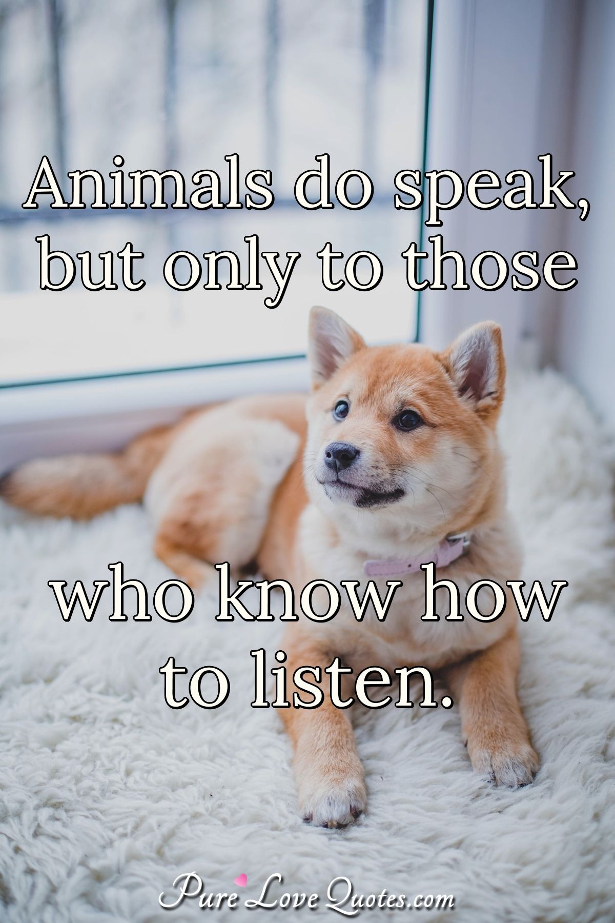 Animals do speak, but only to those who know how to listen. | PureLoveQuotes