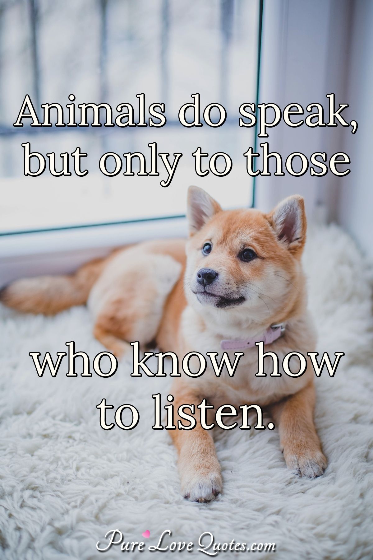 animal quotes love