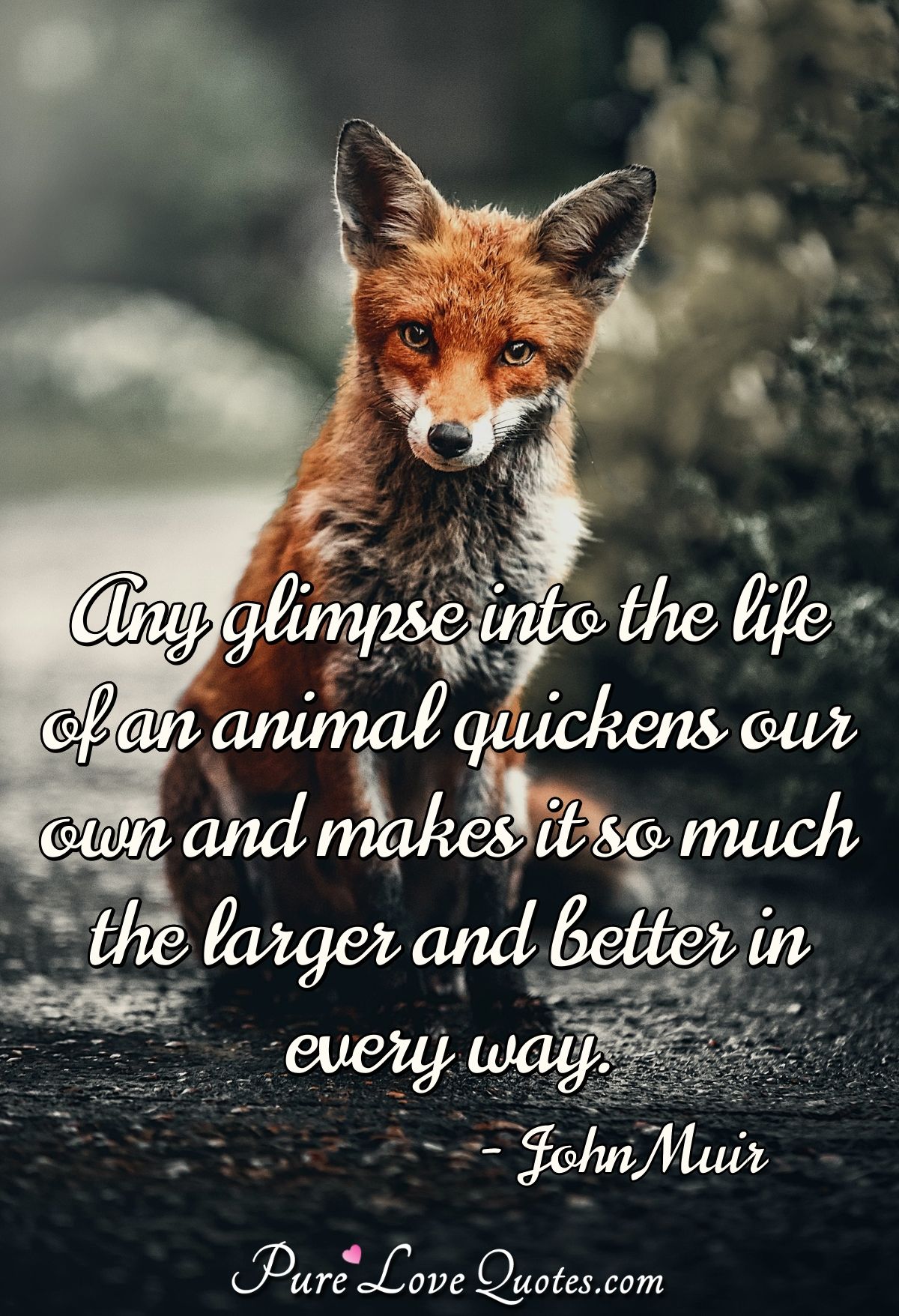 animal quotes love