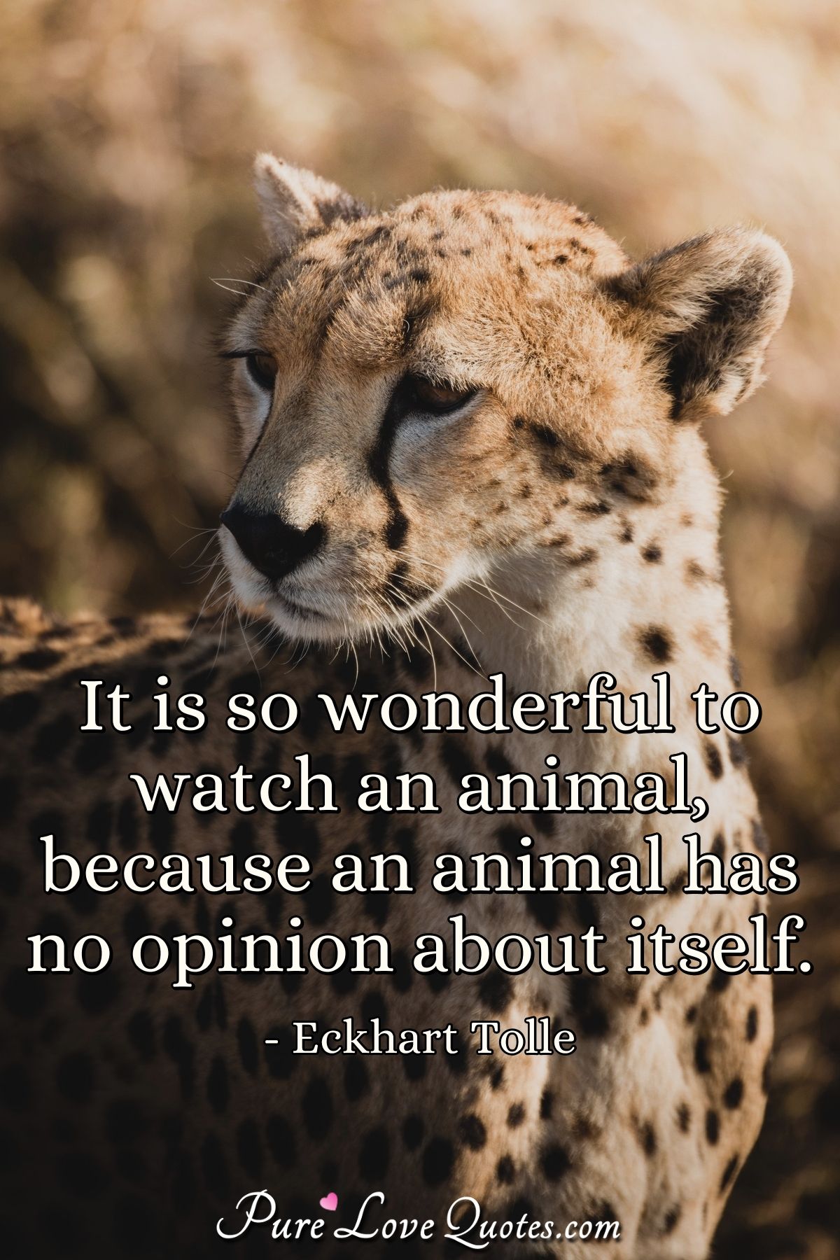 It is so wonderful to watch an animal, because an animal has no opinion  about... | PureLoveQuotes