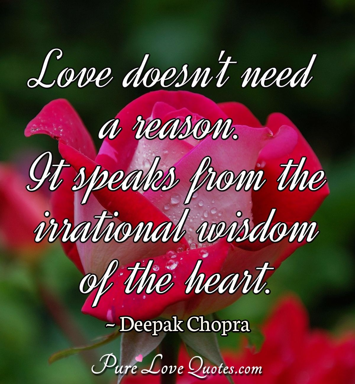 Love doesn't need a reason. It speaks from the irrational wisdom of the ...