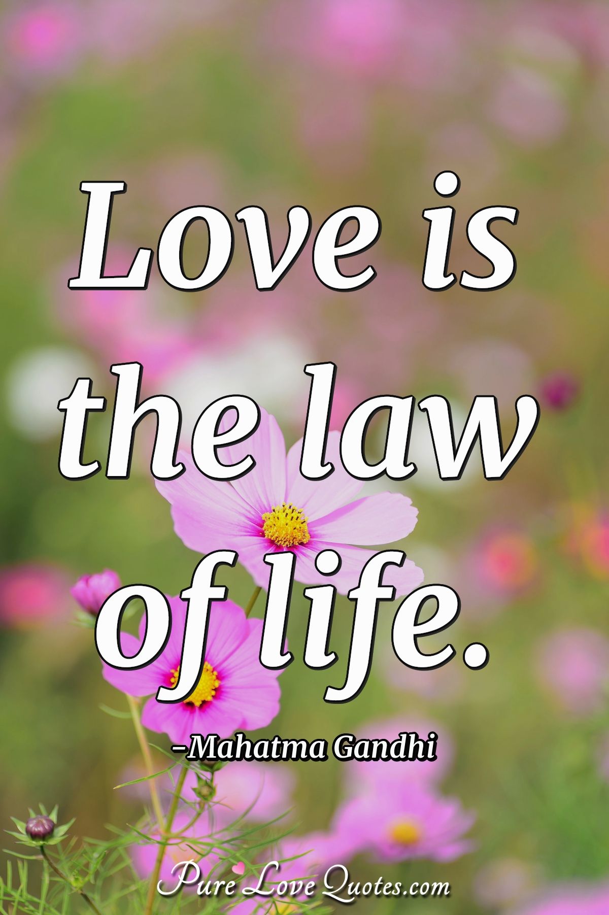 Love is the law of life. - Mahatma Gandhi