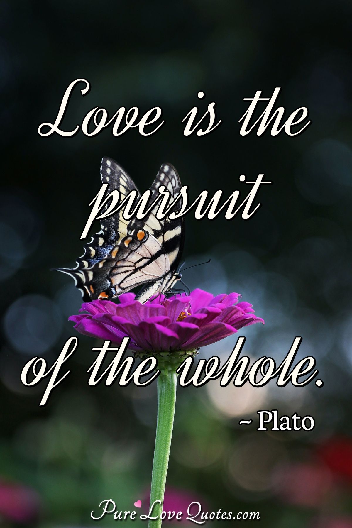 Love is the pursuit of the whole. - Plato