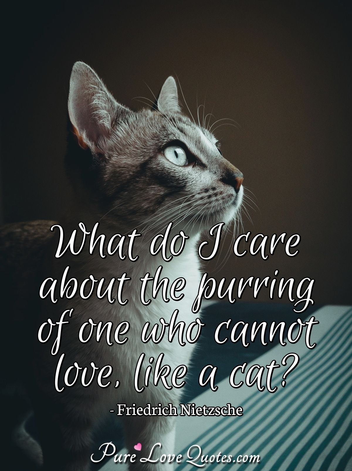 What do I care about the purring of one who cannot love, like a cat? |  PureLoveQuotes